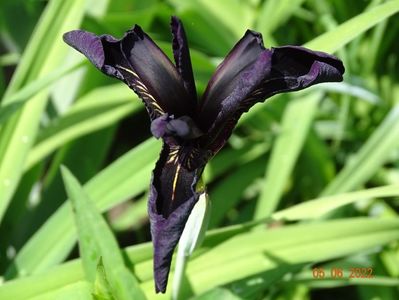 iris Black Form