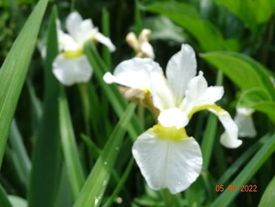 iris sibirica Snow Queen