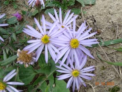 aster pyrenaeus Lutetia