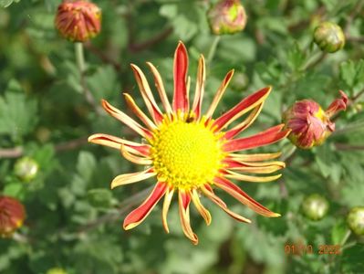 chrysanthemum Cottage Apricot