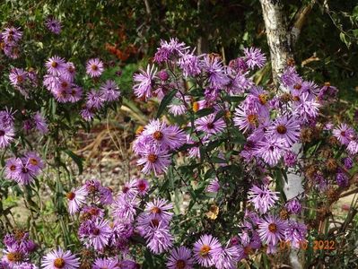 aster Barr's Pink