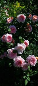 A Shropshire Lad (urcator)