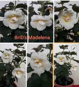 BriD s Madelena