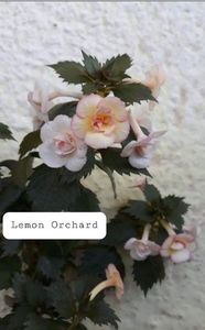 Lemon Orchard