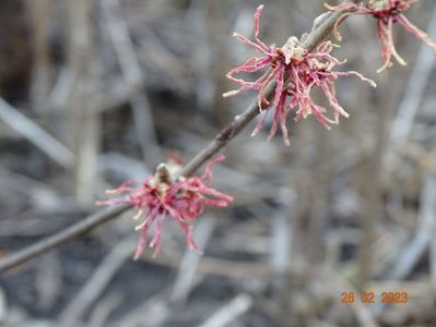 hamamelis Birgit