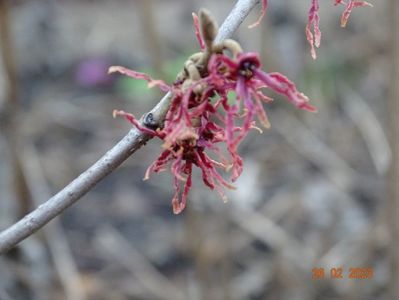 hamamelis Birgit