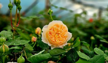 Crown Princess Margareta (urcator)