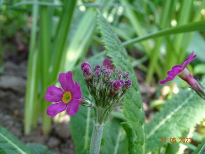 primula beesiana