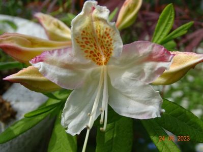 azalea mollis NN