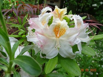 azalea mollis Silver Slipper