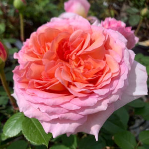 Abraham Darby (tufa) 40; Culoare: Caisă.  Înflorirea repetată
Parfum: Puternic, Fructat. Dimensiunea florii: mare
Familie: trandafir englezesc
Dimensiune: Arbust mare peste 1m
