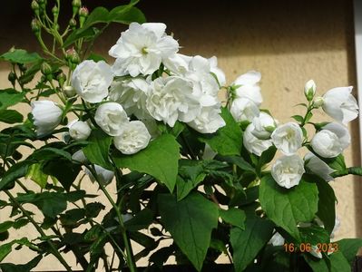 philadelphus Justynka