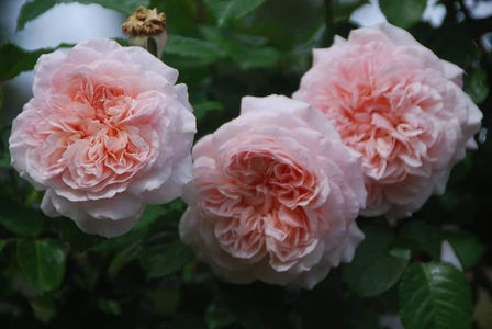 Rose de Tolbiac (urcator) 50; Parfum mediu. 
Inflorire repetata tot sezonul.
Inaltime 200-300 cm.
