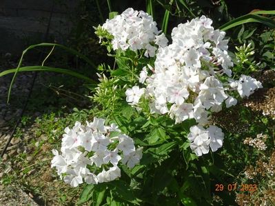 phlox Flame White