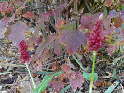 persicaria Blackfield