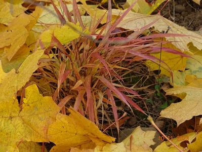 hakonechloa Stripe it Rich