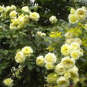 Elfe (Urcator) 50; Parfum fructat. Inflorire repetata tot sezonul.
Inaltime 250-300 cm.
