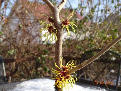 hamamelis Orange Beauty