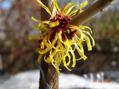 hamamelis Orange Beauty