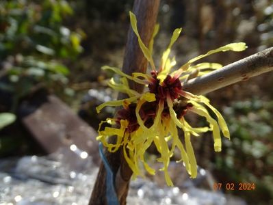 hamamelis Orange Beauty