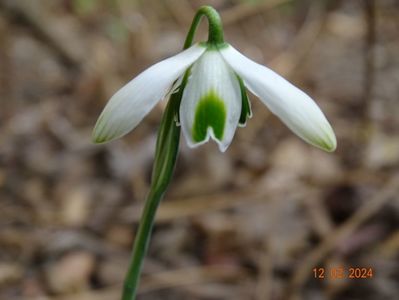 galanthus Hippolyta