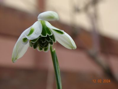 galanthus Hippolyta