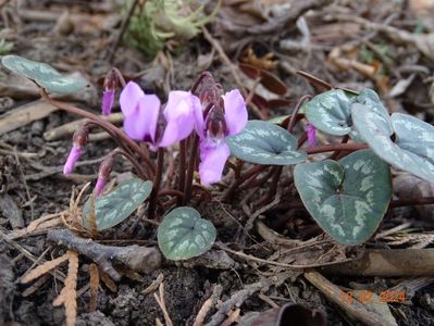 cyclamen coum