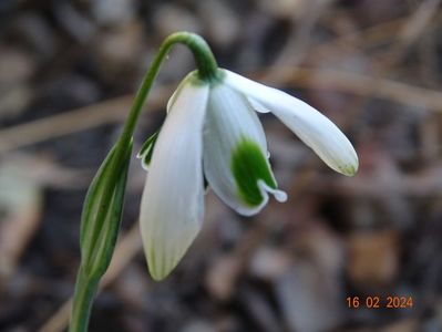 galanthus Hippolyta