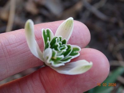 galanthus Hippolyta