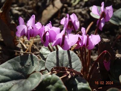 cyclamen coum