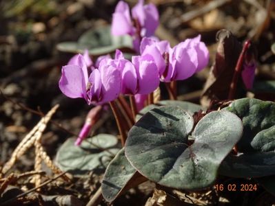 cyclamen coum