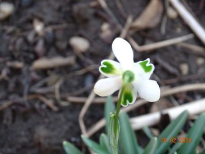 galanthus Hippolyta