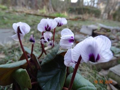 cyclamen coum Porcelain