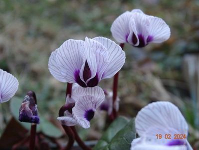 cyclamen coum Porcelain