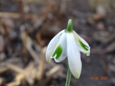 galanthus Hippolyta