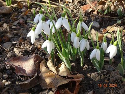 galanthus nivalis