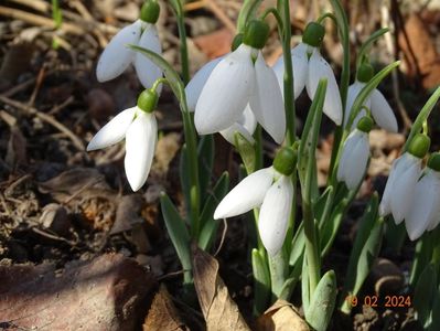 galanthus nivalis