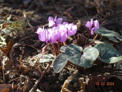 cyclamen coum