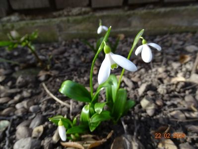 galanthus woronowii