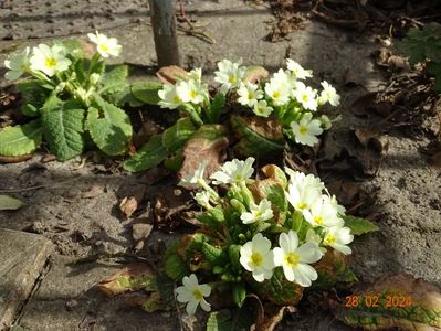 primula vulgaris