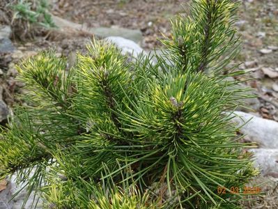 pinus Oculus Draconis