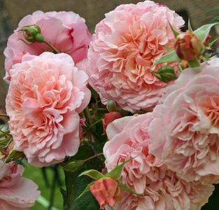 Rose de Tolbiac (urcator) 50; Parfum mediu. 
Inflorire repetata tot sezonul.
Inaltime 200-300 cm.
