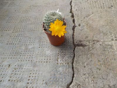 rebutia fabrissi