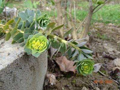 euphorbia myrsinites