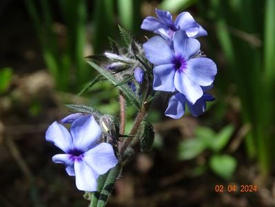 Chattahoochee (divaricata)