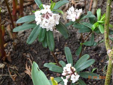 daphne Eternal Fragrance