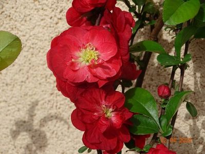 chaenomeles Scarlet Storm