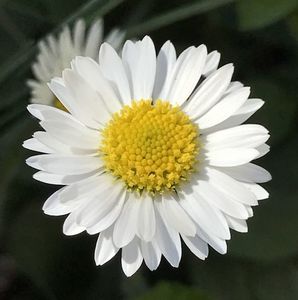 Bellis perennis (2020, April 08)