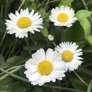 Bellis perennis (2020, April 17)