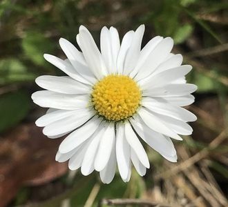 Bellis perennis (2020, April 17)